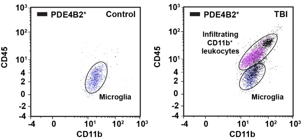 PDE4B2 in Immune Cells