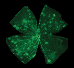 Retinal whole mount preparation allowing for longitudinal perspective of axonal regeneration.Opposite page: Stained images of regenerated primary retinal neurons (green) and supporting cellular environment (red).