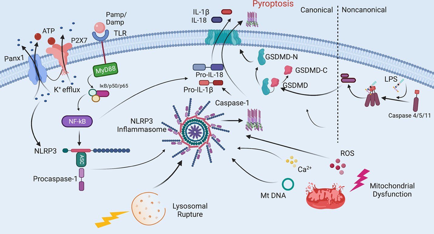 Canonical and Noncanonical Inflammasome Pathways