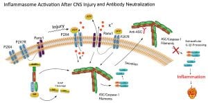Robert W. Keane, Ph.D. Inflammasome Activation after CNS Injury and Antibody Neutralization