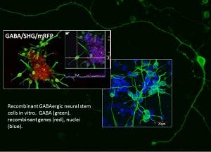 Jacqueline Sagen, Ph.D. Recombinant GABAergic Neural Stem Cells in Vitro